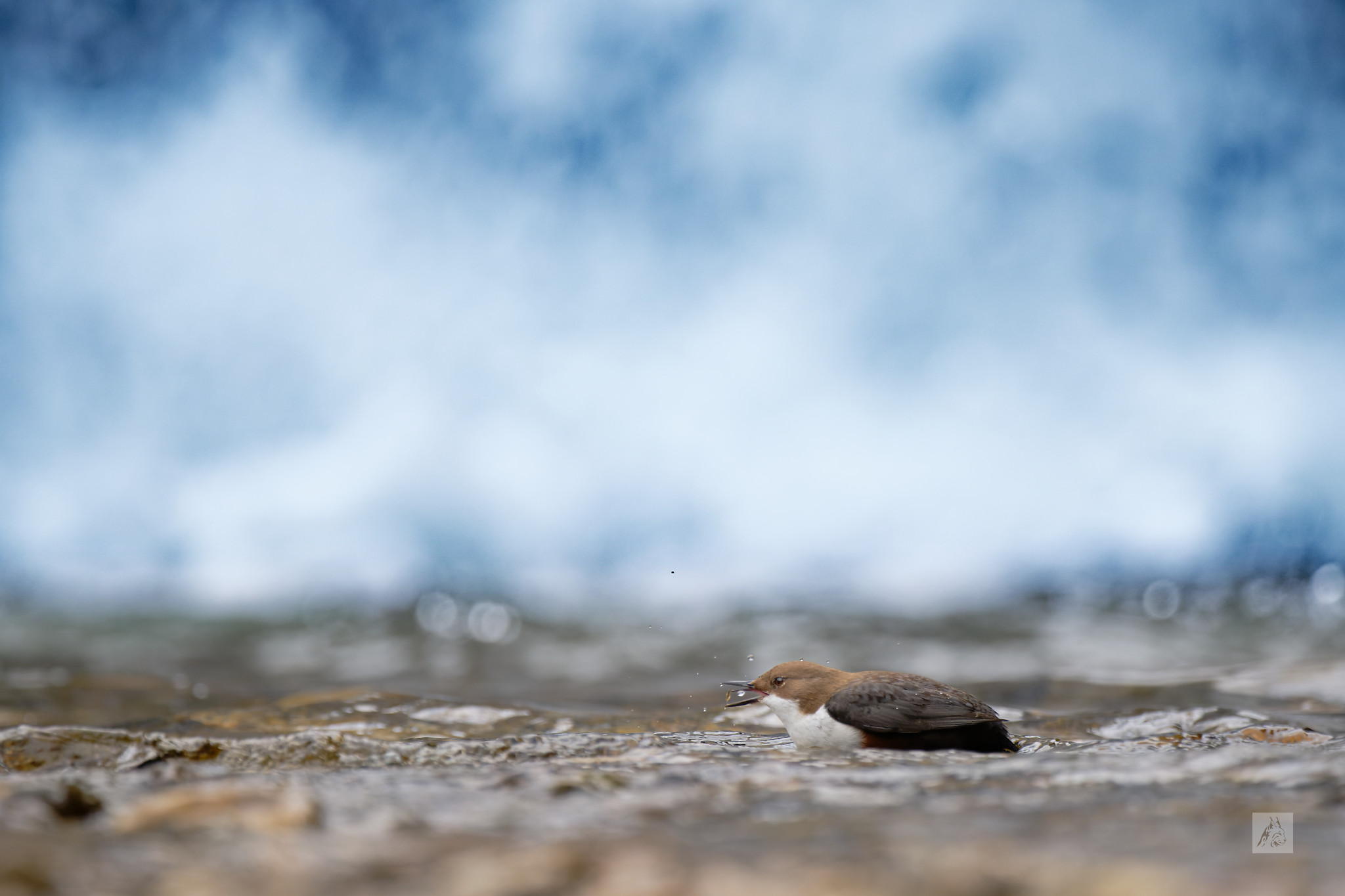 DSC_2565_DxO-2.jpg - 283,31 kB
